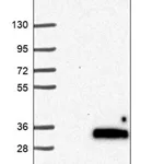 Merck Anti-NT5M antibody produced in rabbit