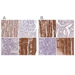 Merck Anti-FAM168B antibody produced in rabbit
