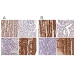 Merck Anti-FAM168B antibody produced in rabbit