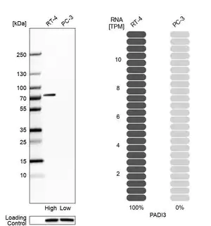 Merck Anti-PADI3 antibody produced in rabbit