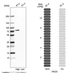 Merck Anti-PADI3 antibody produced in rabbit