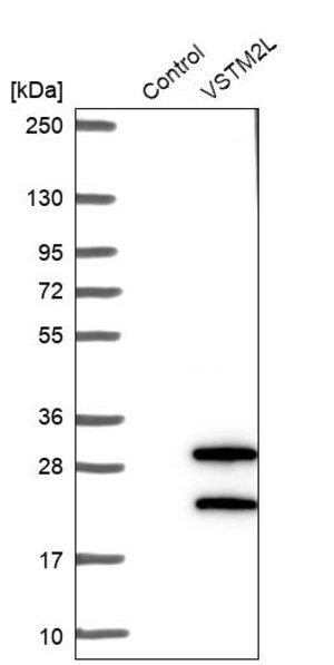 Merck Anti-VSTM2L antibody produced in rabbit