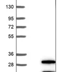 Merck Anti-VSTM2L antibody produced in rabbit