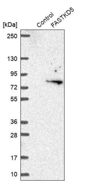 Merck Anti-FASTKD5 antibody produced in rabbit