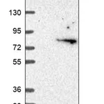 Merck Anti-FASTKD5 antibody produced in rabbit