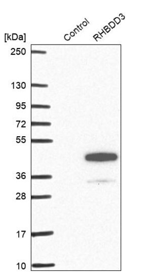 Merck Anti-RHBDD3 antibody produced in rabbit