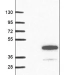 Merck Anti-RHBDD3 antibody produced in rabbit