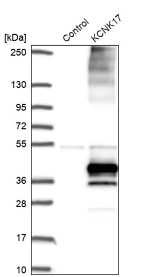 Merck Anti-KCNK17 antibody produced in rabbit