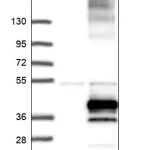 Merck Anti-KCNK17 antibody produced in rabbit