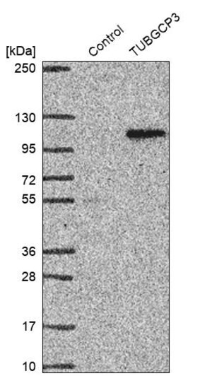 Merck Anti-TUBGCP3 antibody produced in rabbit