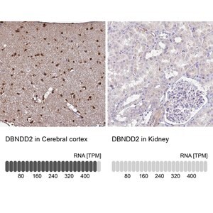 Merck Anti-DBNDD2 antibody produced in rabbit