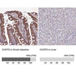 Merck Anti-CHST5 antibody produced in rabbit