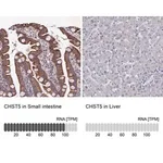 Merck Anti-CHST5 antibody produced in rabbit