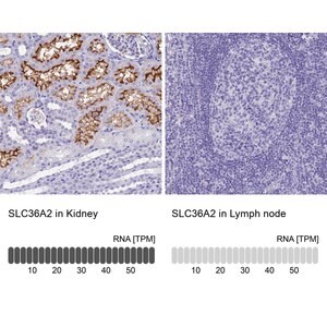 Merck Anti-SLC36A2 antibody produced in rabbit