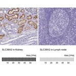 Merck Anti-SLC36A2 antibody produced in rabbit