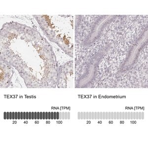 Merck Anti-TEX37 antibody produced in rabbit