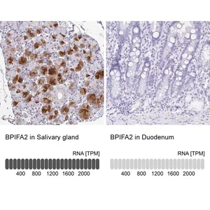 Merck Anti-BPIFA2 antibody produced in rabbit