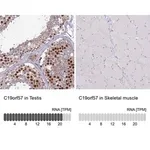 Merck Anti-C19orf57 antibody produced in rabbit