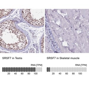 Merck Anti-SRSF7 antibody produced in rabbit