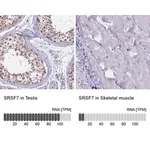 Merck Anti-SRSF7 antibody produced in rabbit