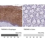 Merck Anti-TMEM40 antibody produced in rabbit