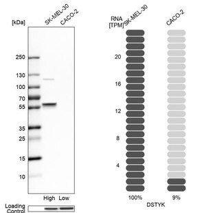 Merck Anti-DSTYK antibody produced in rabbit