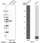 Merck Anti-DSTYK antibody produced in rabbit