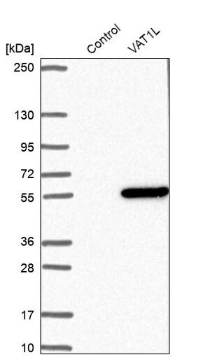 Merck Anti-VAT1L antibody produced in rabbit