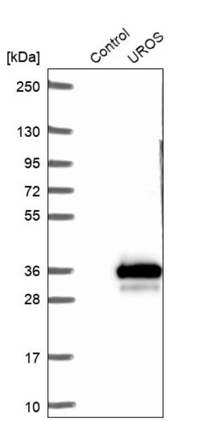 Merck Anti-UROS antibody produced in rabbit