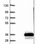 Merck Anti-UROS antibody produced in rabbit