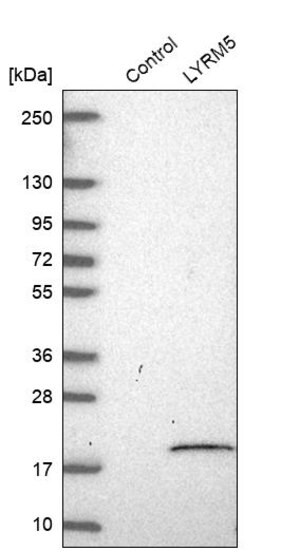 Merck Anti-ETFRF1 antibody produced in rabbit
