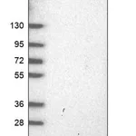Merck Anti-ETFRF1 antibody produced in rabbit