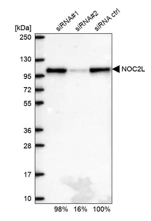 Merck Anti-NOC2L antibody produced in rabbit