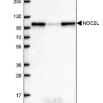 Merck Anti-NOC2L antibody produced in rabbit