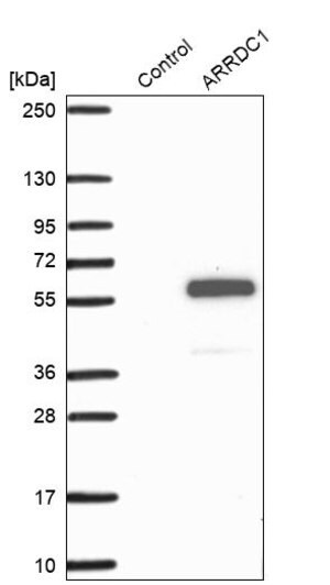 Merck Anti-ARRDC1 antibody produced in rabbit