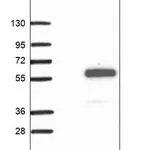 Merck Anti-ARRDC1 antibody produced in rabbit