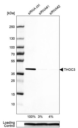 Merck Anti-THOC3 antibody produced in rabbit