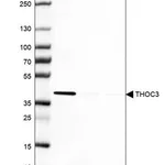 Merck Anti-THOC3 antibody produced in rabbit