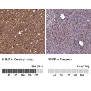Merck Anti-NSMF antibody produced in rabbit