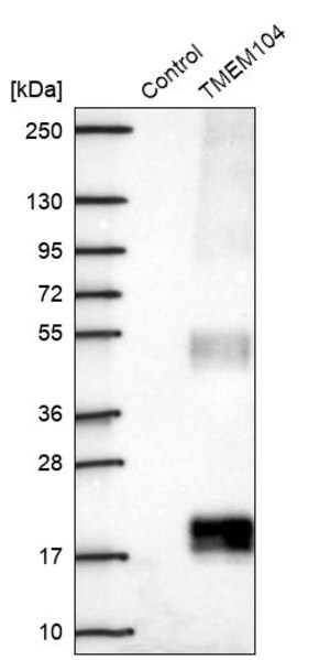 Merck Anti-TMEM104 antibody produced in rabbit