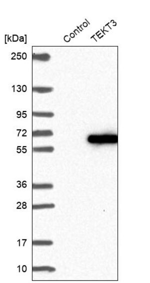 Merck Anti-TEKT3 antibody produced in rabbit