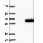 Merck Anti-TEKT3 antibody produced in rabbit