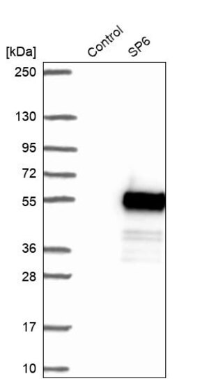Merck Anti-SP6 antibody produced in rabbit