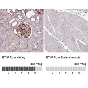 Merck Anti-ETNPPL antibody produced in rabbit