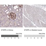 Merck Anti-ETNPPL antibody produced in rabbit