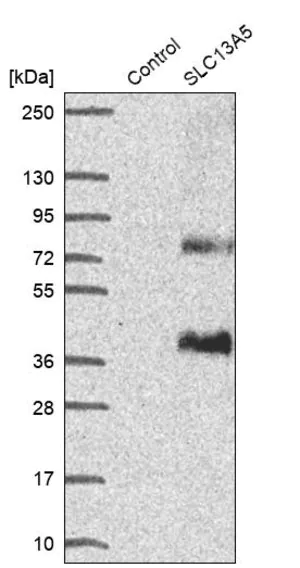 Merck Anti-SLC13A5 antibody produced in rabbit