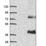 Merck Anti-SLC13A5 antibody produced in rabbit
