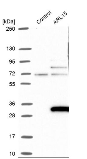 Merck Anti-ARL15 antibody produced in rabbit