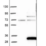 Merck Anti-ARL15 antibody produced in rabbit