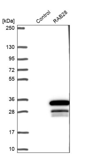 Merck Anti-RAB28 antibody produced in rabbit